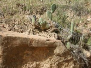 Not my first experience with cacti, by far, but these were big!