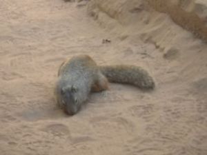 On the way down, this little guy was nice enough to pose for me.