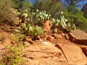 Now that's a big bunch of cacti!