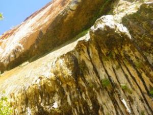 Vegetation growing under the Weeping Rock.