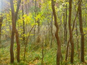 Yes, this is a swamp in the middle of a desert.