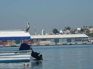 Pelican on a panga.