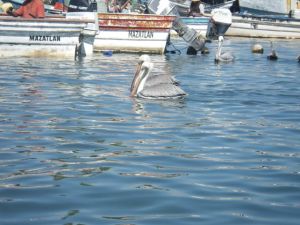 Pelican on the Maz side.