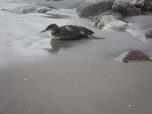 This guy was just chilling in the sand. We thought he was injured, but he didn't seem to be in pain and was moving around.