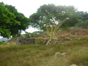 There were lots of these trees with exposed roots.