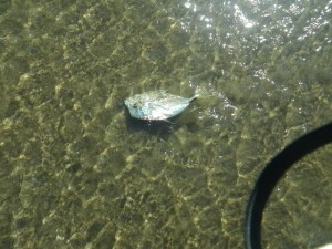 This fish made it back to the open ocean only to be promptly swooped up by a pelican! I saw his tail flapping in the bird's beak!