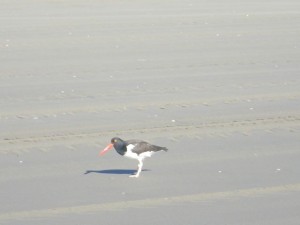 These birds have bright red beaks.