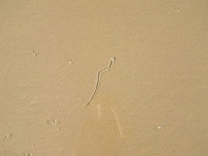 Saw lots of these marks in the sand. Some kind of sand worm?