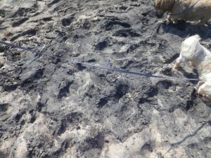 The sand was black. Very curious.