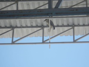 Some sort of bird of prey was sitting above us.