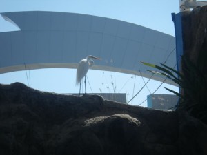 Stork.