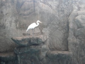 The stork few down to the show area and made itself comfy to watch it. I like that the trainer would periodically send it fish, too!