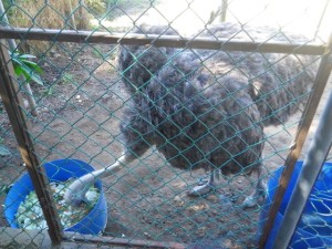 Ostrich! I think this is my first time seeing one!!! His lunch looked really yummy, lettuce with all sorts of veggies mixed in, plus seeds.