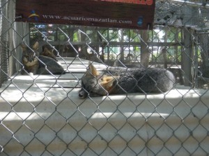 These silver foxes were very friendly. They ran up to me and made it very clearly they wanted to be petted. It was very hard to resist!