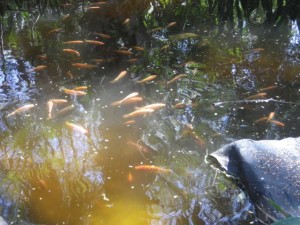 Koi pond.