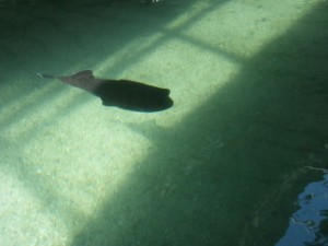 You can pay extra to snorkel with the stingrays!