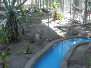 There were a couple of aviaries where you could walk among the birds.