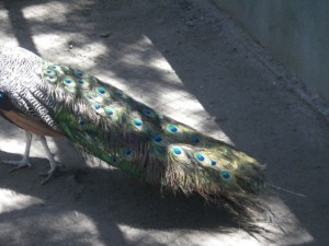 Peacocks are actually quite hideous, but their tails are impressive.