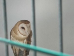 Barn owl.