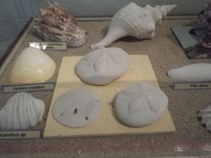 And one of the sand dollars, too (bottom left).