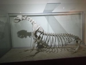 Sea lion skeleton.