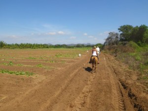 Fields of squash.