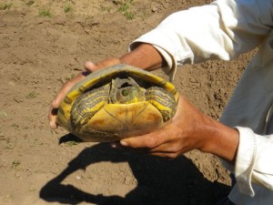 Mrs. (?) Turtle posed for a picture.