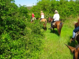 Heading into the mango grove.