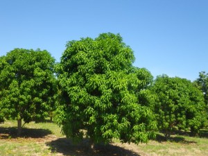 The mangoes are just starting to come in.