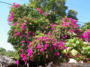 Pretty flowers at the stable.