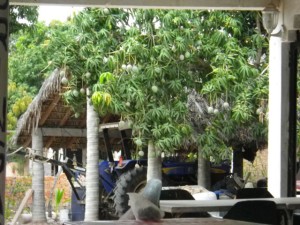 I dined within view of a mango tree.