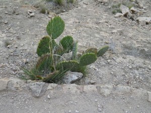 Prickly stuff. :)