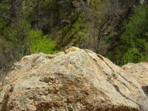 Spiny lizard posing for me.