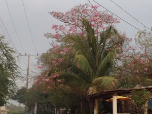 I love those pink flowers.