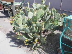 Impressive flower cacti.