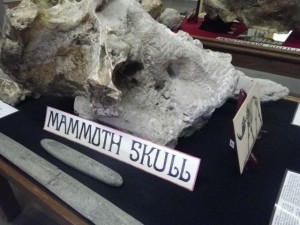 Mammoth skull.