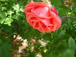 Coral rose.