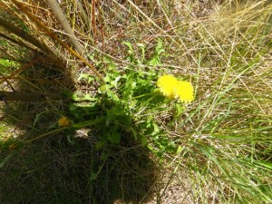 Dandelion!