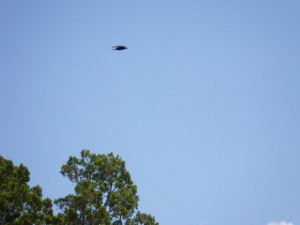 There was a raven flying around. Its wing flapping was very loud!