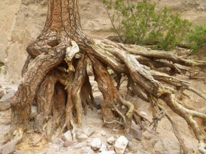 Amazing that the tree is still standing.