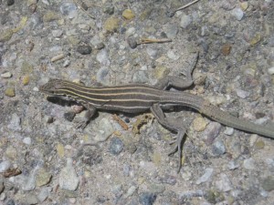 This guy was very nice and posed for several pictures.