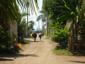 My neighbour's horses headed to work.